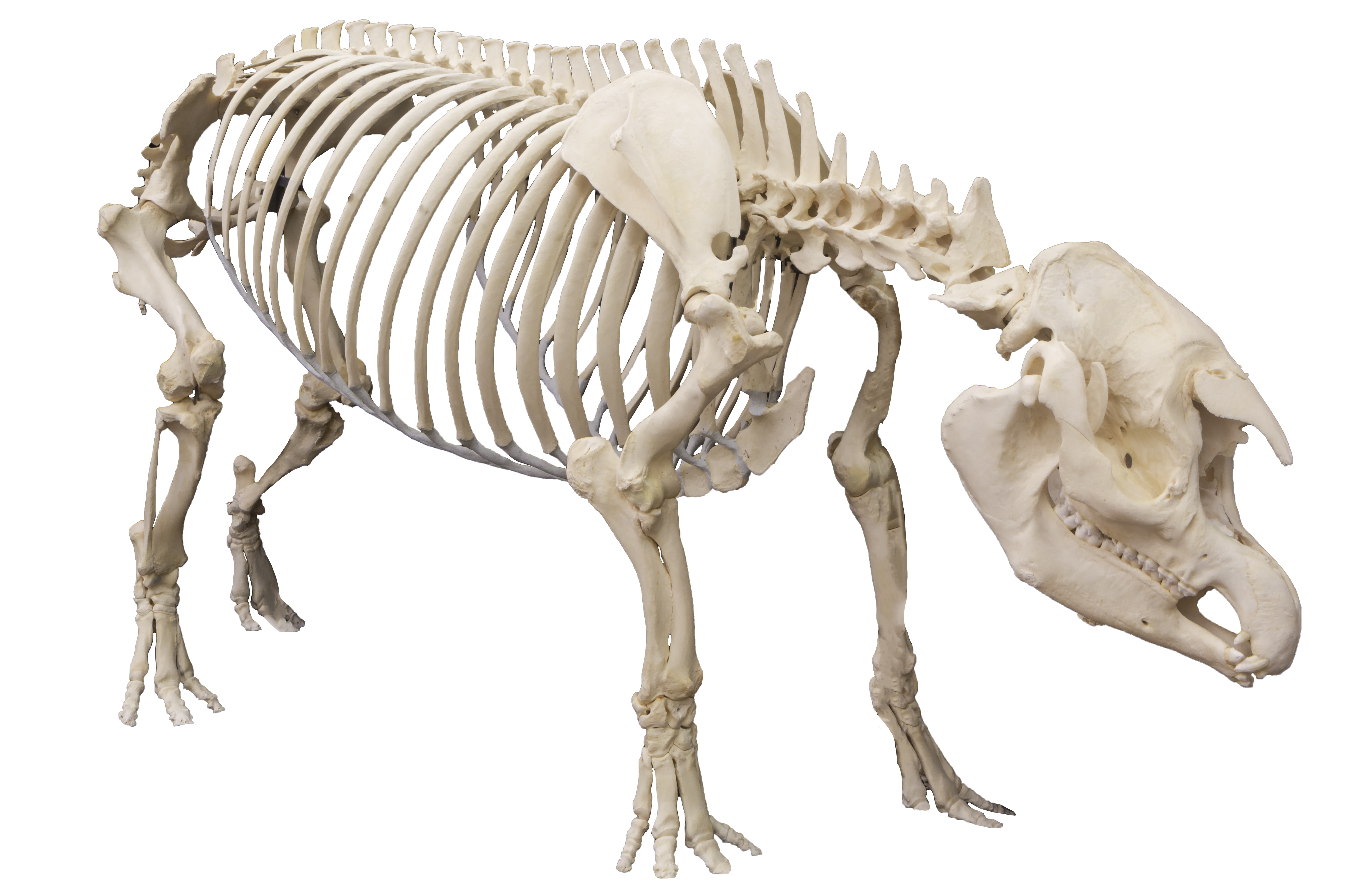 skeleton